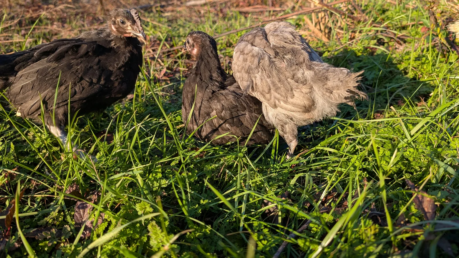 Black and blue American Bresse growers foraging on green pasture in evening light