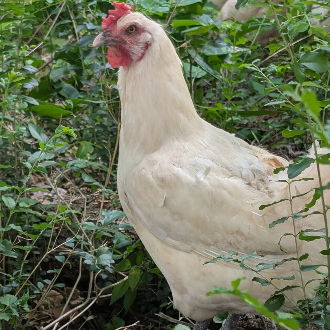 White American Bresse pullet foraging in green brush during the grower phase