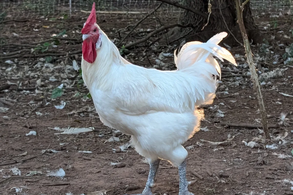 Mature American Bresse rooster with red comb and slate-blue legs ranging a farm yard