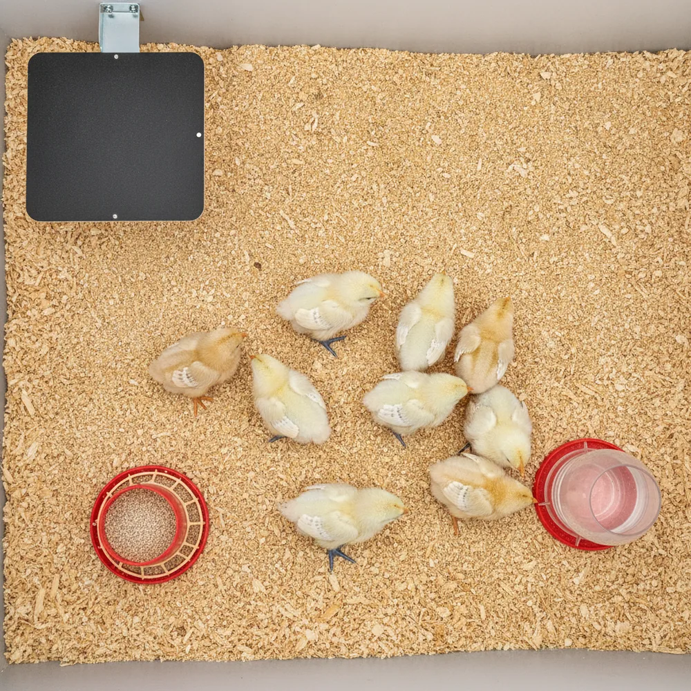 Day-old chicks under the heat in the brooder stage — spread evenly and busy, the look of birds that are comfortable